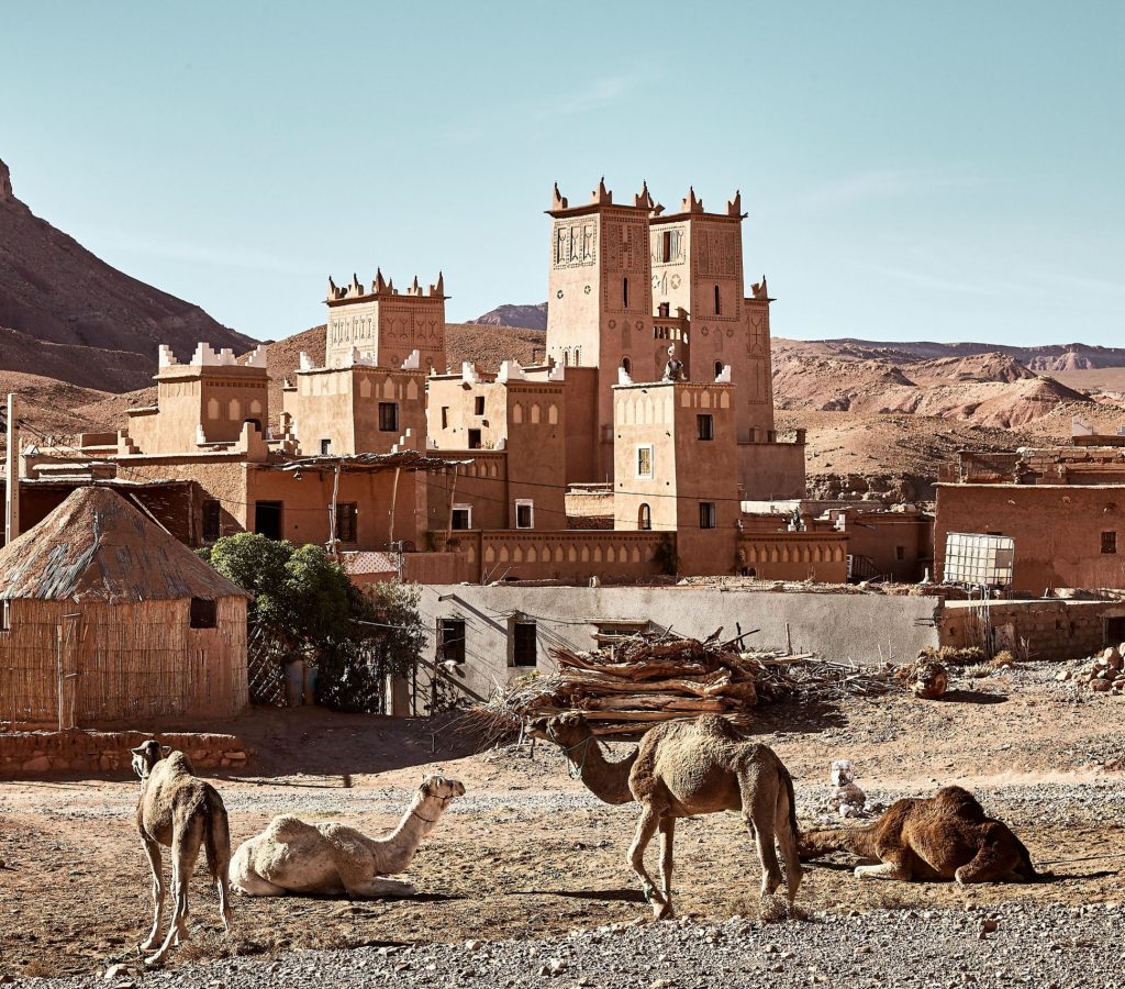 A beautiful shot of camels near a historical castle in Tamdakht, Morocco